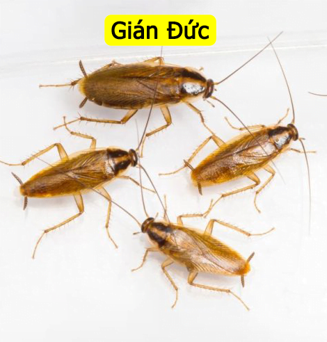 Các loại gián phổ biến hiện nay