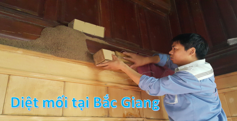 Diệt mối tại nhà giá rẻ tại Bắc Giang