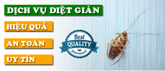 Đại Tín Pest Control cam kết diệt sạch gián hiệu quả 100% cho khách hàng