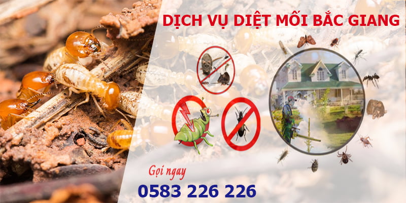 Diệt mối tại nhà giá rẻ tại Bắc Giang