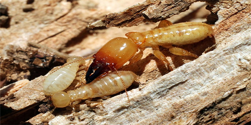 Lý do bạn nên chọn dịch vụ diệt mối uy tín tại Hoàn Kiếm của Đại Tín Pest Control