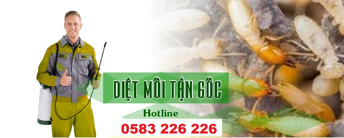 dịch vụ diệt mối uy tín - Đại Tín