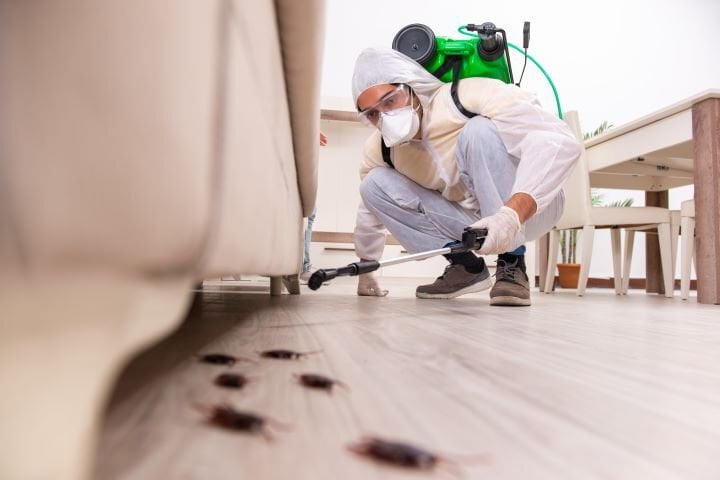 Dịch vụ diệt gián hiệu quả