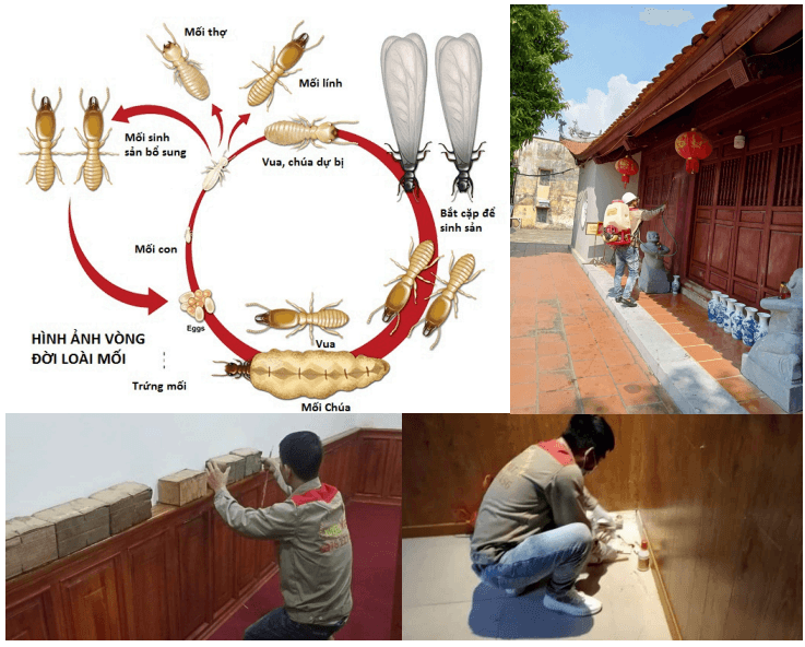 Quy trình diệt mối của Đại Tín Pest Control