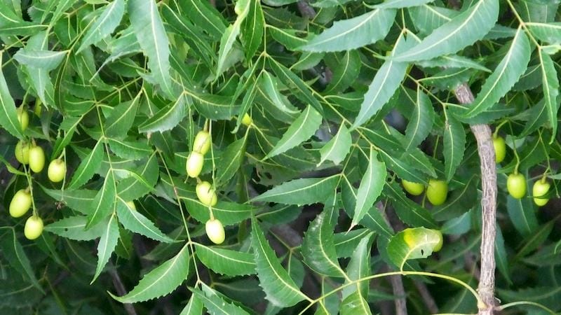 Lá xoan đuổi mối tự nhiên, an toàn