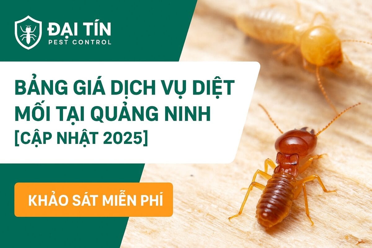 Bảng giá dịch vụ diệt mối tại Quảng Ninh