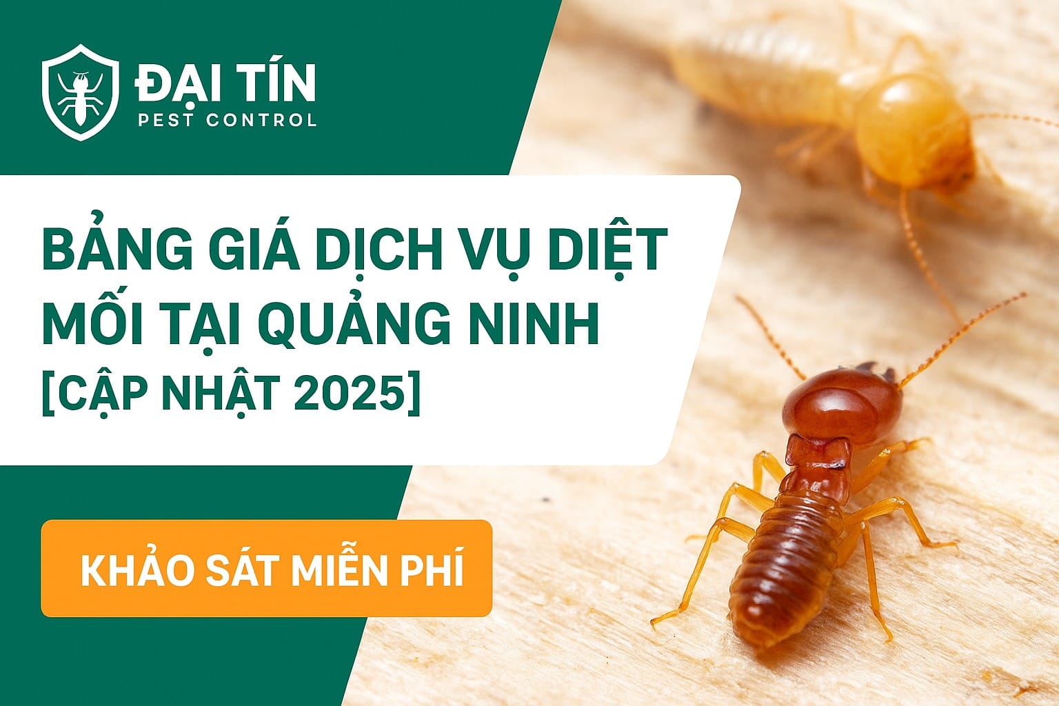 Bảng giá dịch vụ diệt mối tại Quảng Ninh