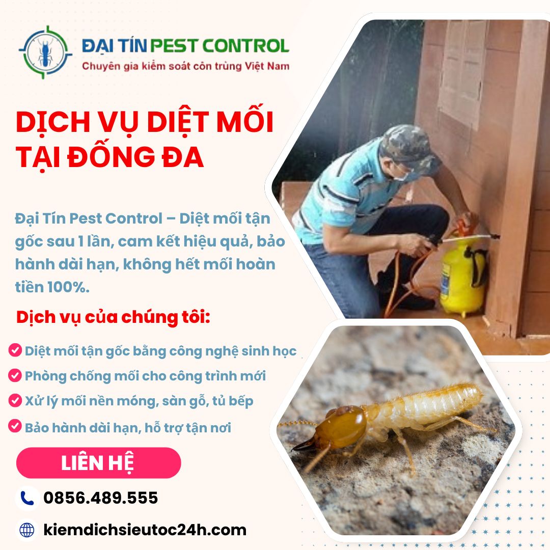 Dịch vụ diệt mối tại Đống Đa uy tín – Chọn Đại Tín, sạch mối chỉ sau 1 lần!