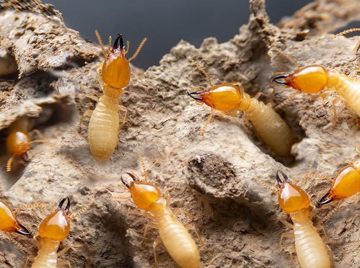 Các dịch vụ diệt mối tại Hà Tĩnh của Đại Tín Pest Control