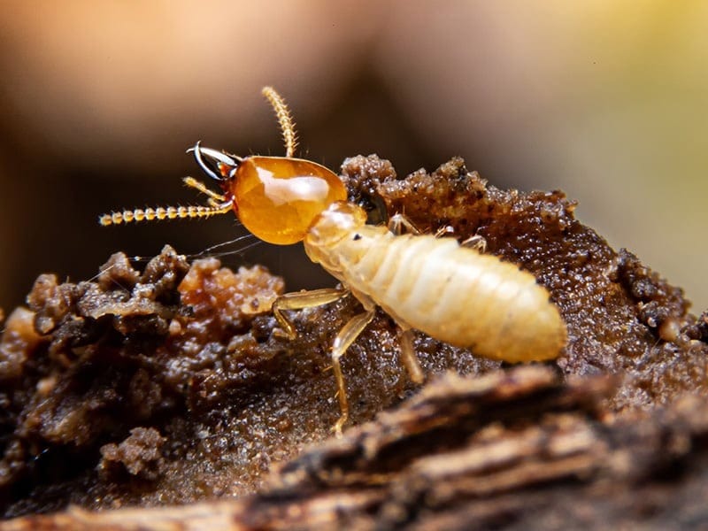 Giới thiệu dịch vụ diệt mối quận Hai Bà Trưng của Đại Tín Pest Control