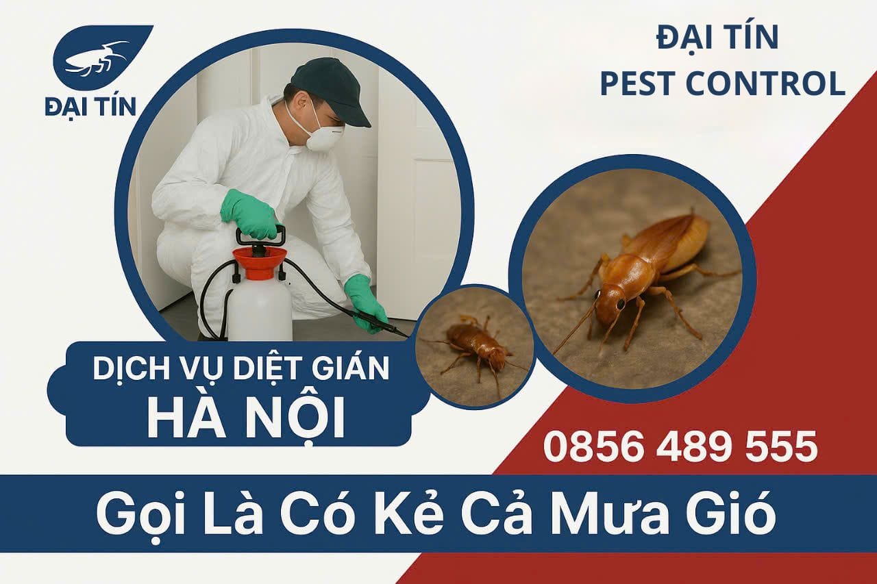 Chọn Đại Tín Pest Control - Dịch vụ diệt gián tại Hà Nội uy tín, hiệu quả!