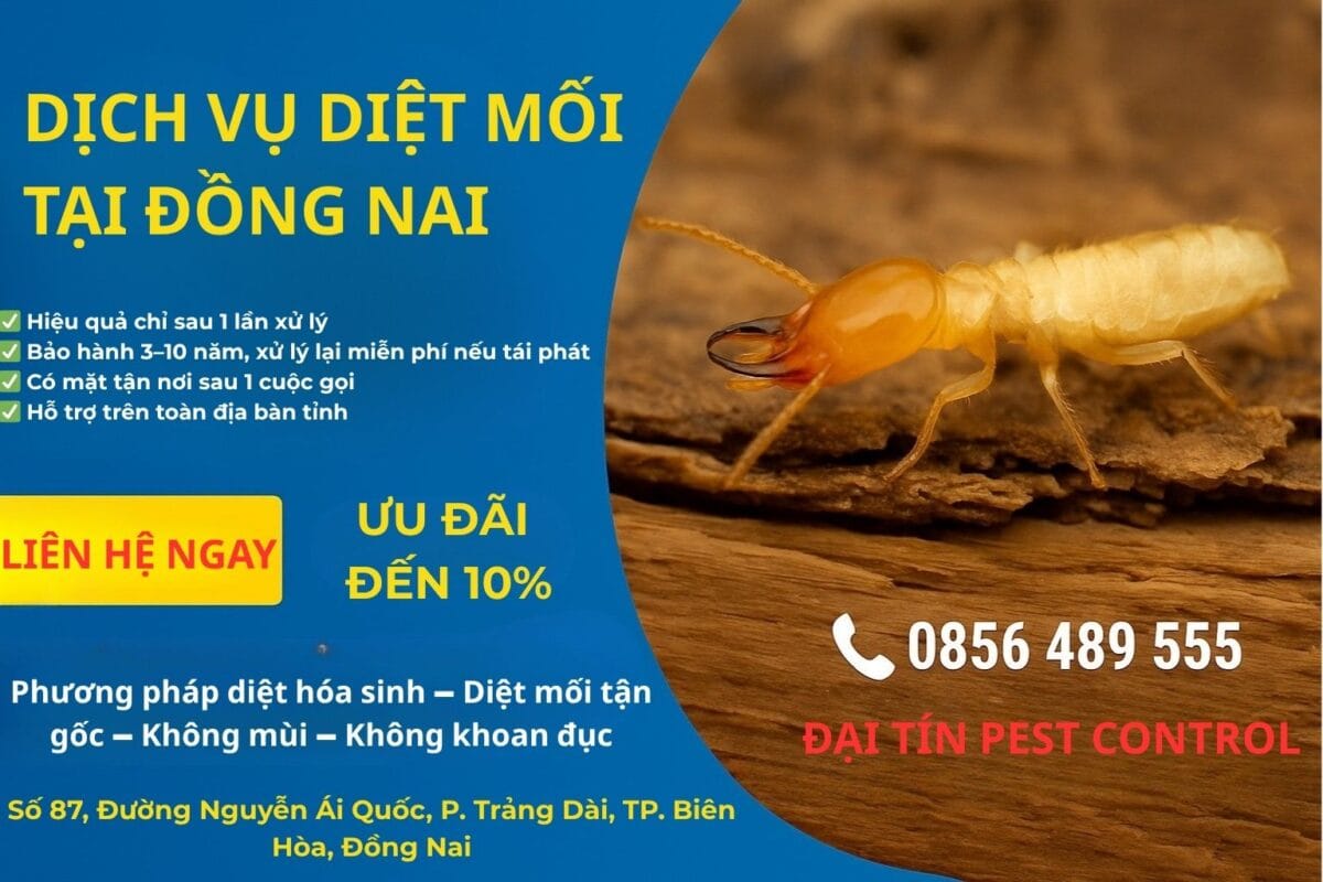 Dịch vụ diệt mối tại Đồng Nai