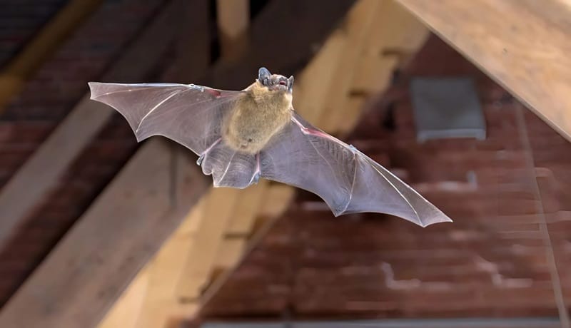 Dơi bay vào phòng ngủ là điềm tốt hay xấu?