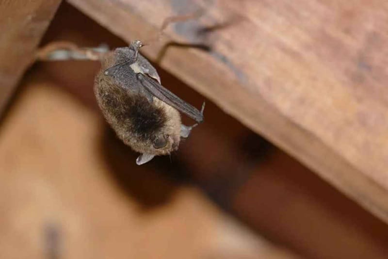 Đại Tín không chỉ bắt dơi mà còn xử lý tận gốc, khử mùi